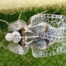 Corythucha ciliata  il parassita dei platani