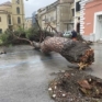 Albero caduto Cilento
