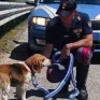 Cane salvato dalla Polizia