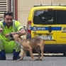 Cantoniere-Cane