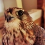 Falco smeriglio sparato a Massa Lubrense