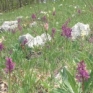Festa della Valle delle Orchidee