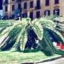 Napoli piazza degli Artisti la palma attaccata dal punteruolo rosso