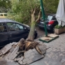 Napoli via Ruoppolo albero caduto 12_01_2025