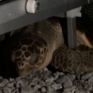 Tartaruga