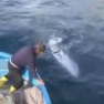 Balena grigia