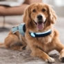 Pet care