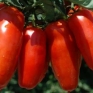 Pomodoro San Marzano