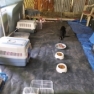Salvataggio cani e gatti