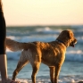 Spiagge-dog-friendly