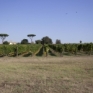 vigneti