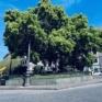 Vomero  piazza Vanvitelli  lalbero con i lampioni inglobati