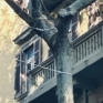 Vomero via Luca Giordano funi legate al tronco di un albero