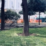 napoli_parco_mascagna1_19_01_2025.jpg