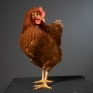 occhio_della_gallina_film_3.jpg