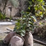 ollae_pertusae_orto_botanico_di_pompei_2.jpg