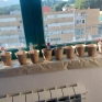 piantine_bombe_di_fiori.jpg
