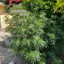 somma_12072024.jpg