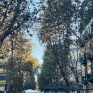 vomero_via_luca_giordano_funi_legate_ai_tronchi_degli_alberi.jpg