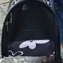vomero_via_san_gennaro_ad_antignano_il_gattino_salvato.jpg