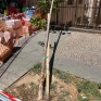 vomero_via_scarlatti_l_albero_caduto.jpg